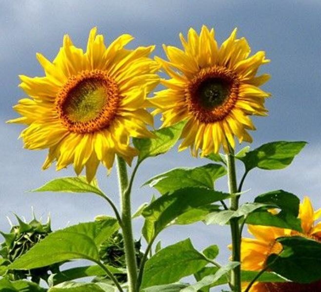 25+Seeds|Mammoth Grey Stripe Sunflowers Seeds #E025