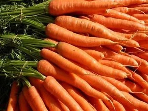 Carrot ‘Imperator 58’ | Daucus carota subsp. sativus| non-GMO Heirloom seeds 275