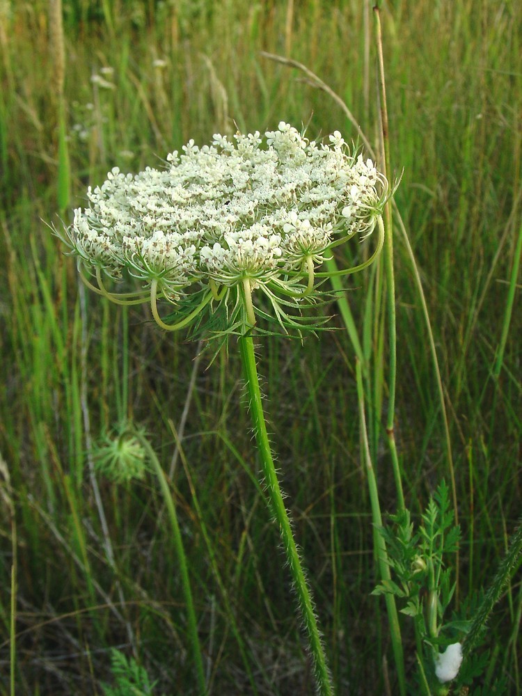 Daucus carota | European Wild Carrot Flower | Birds Nest |100_Seeds
