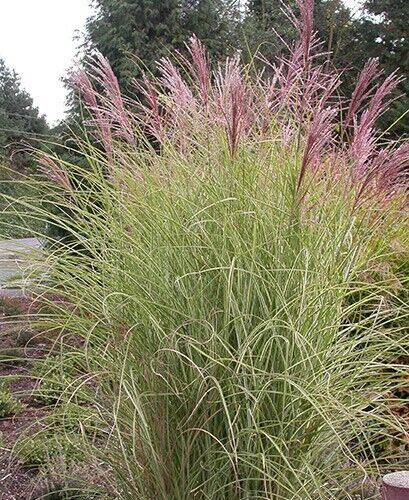 Miscanthus sinensis, Maiden grass, new hybrid fountain mix 25 perennial seed