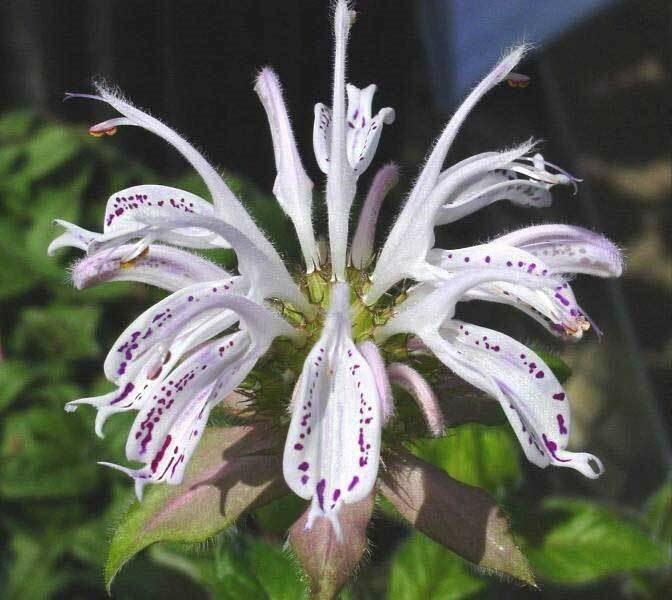Monarda bradburiana | Eastern Bee Balm | Bradburys Beebalm | 20_Seeds