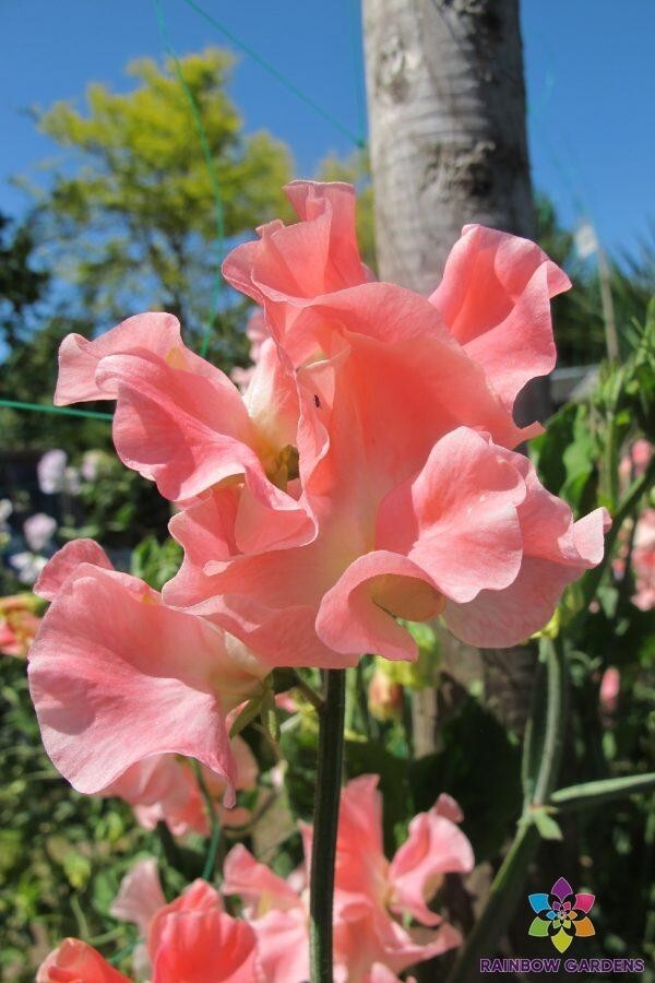 50+ Just Janet Sweet Pea Seeds for Garden Planting – USA – FREE SHIPPING!