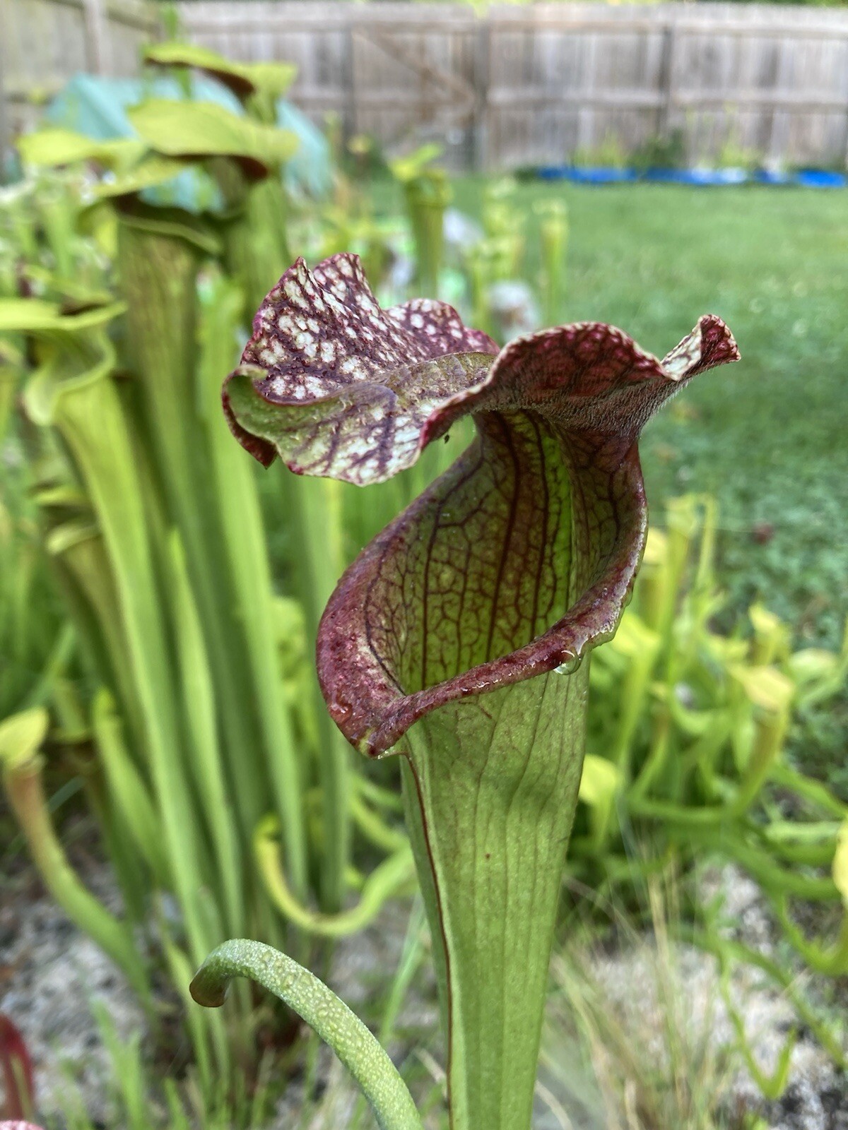 2024 Sarracenia Seed: Areolata x Adrian Slack