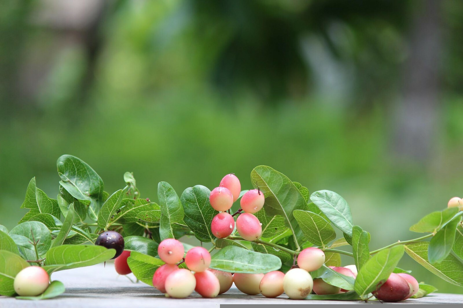 Indian Cherry {Rhamnus caroliniana} Deciduous Tree 10 seeds Free Shipping!