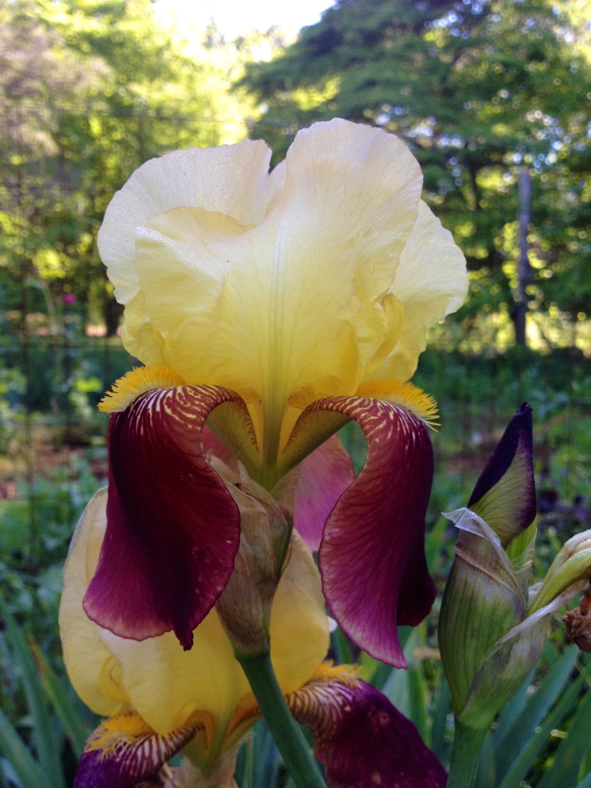Heirloom Iris “Accent” Tall Bearded Bicolor Rhizome