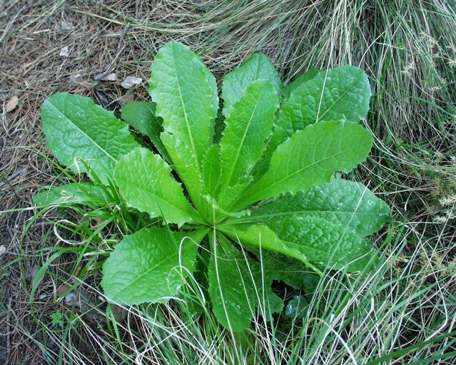 Lactuca virosa Seeds ~ 175+ Seeds ~ Wild Lettuce For Tea, Resin extract, Pain.