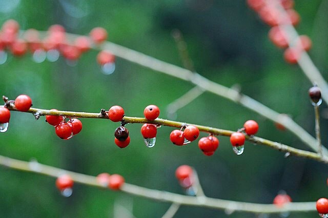 Ilex decidua | Deciduous Holly | 20 Seeds