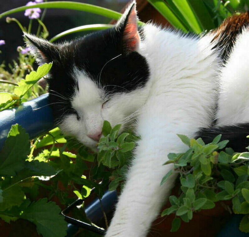 Catnip Seeds Nepeta Cataria Puurfect Garden Treat 4 Your Cat 1000 to 5000 SEEDS