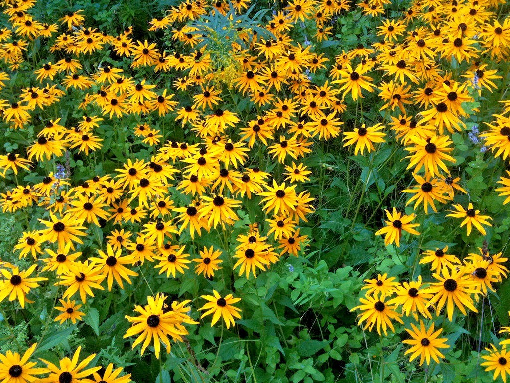 2001+BLACK EYED SUSAN Flower Seeds Perennial Native Wildflower Drought Heat Cold