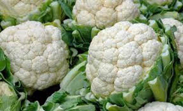 CAULIFLOWER SEED, SNOWBALL Y, HEIRLOOM, NON GMO, 100 SEEDS, CALIFLOWER