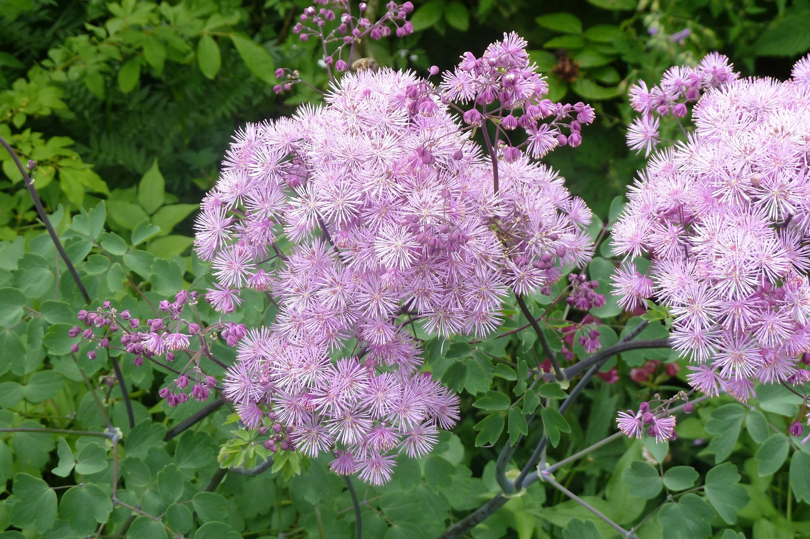 5 COLUMBINE MEADOW RUE Thalictrum Aquilegifolium Purple Pink Flower Seeds