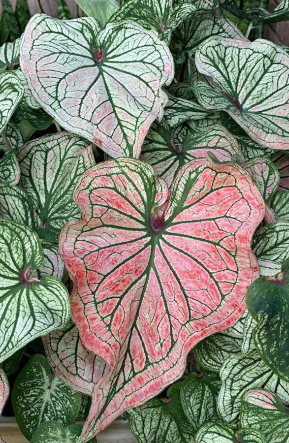 Caladium ‘Debutante’ – Size #2 Bulbs (4 Bulbs, 1 to 1.5 inches)