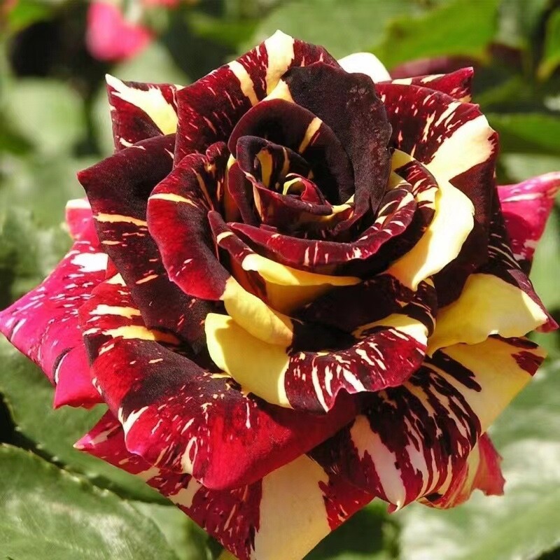 20 SEEDS for Burgundy Wine/yellow Dragon striped Rose flower Bush Rare US Seller