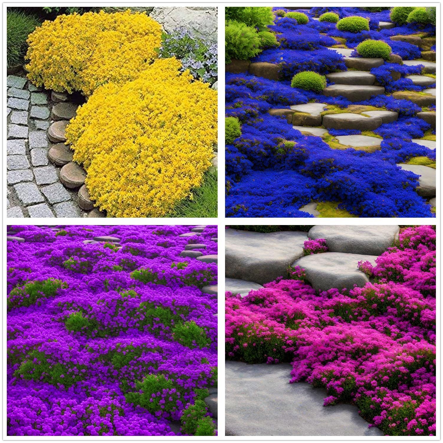 20000+ Mix Multi Color Creeping Thyme Seeds for Planting Ground Cover Plants