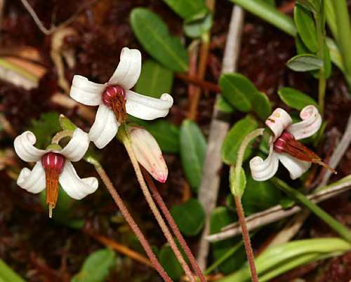 American Cranberry, Vaccinium macrocarpon, Seeds (Edible, Fall Color, Hardy)