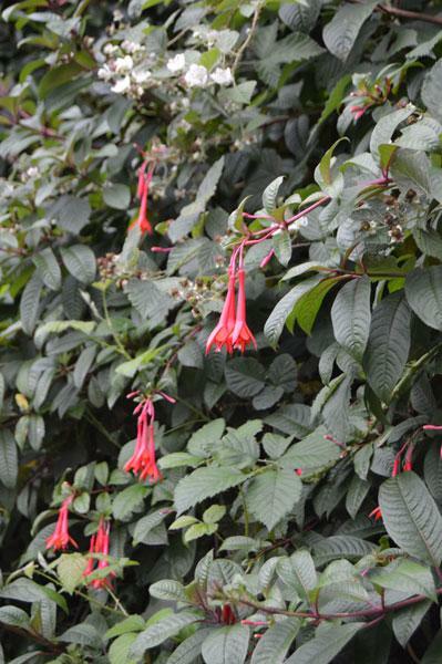 Fuchsia Fanfare | Fanfare Fuchsia | 50 Seeds