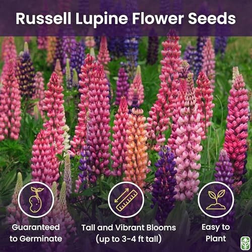 Russell Lupine Seeds Perennial – Grows 40″ Tall – Perennial Wildflowers for