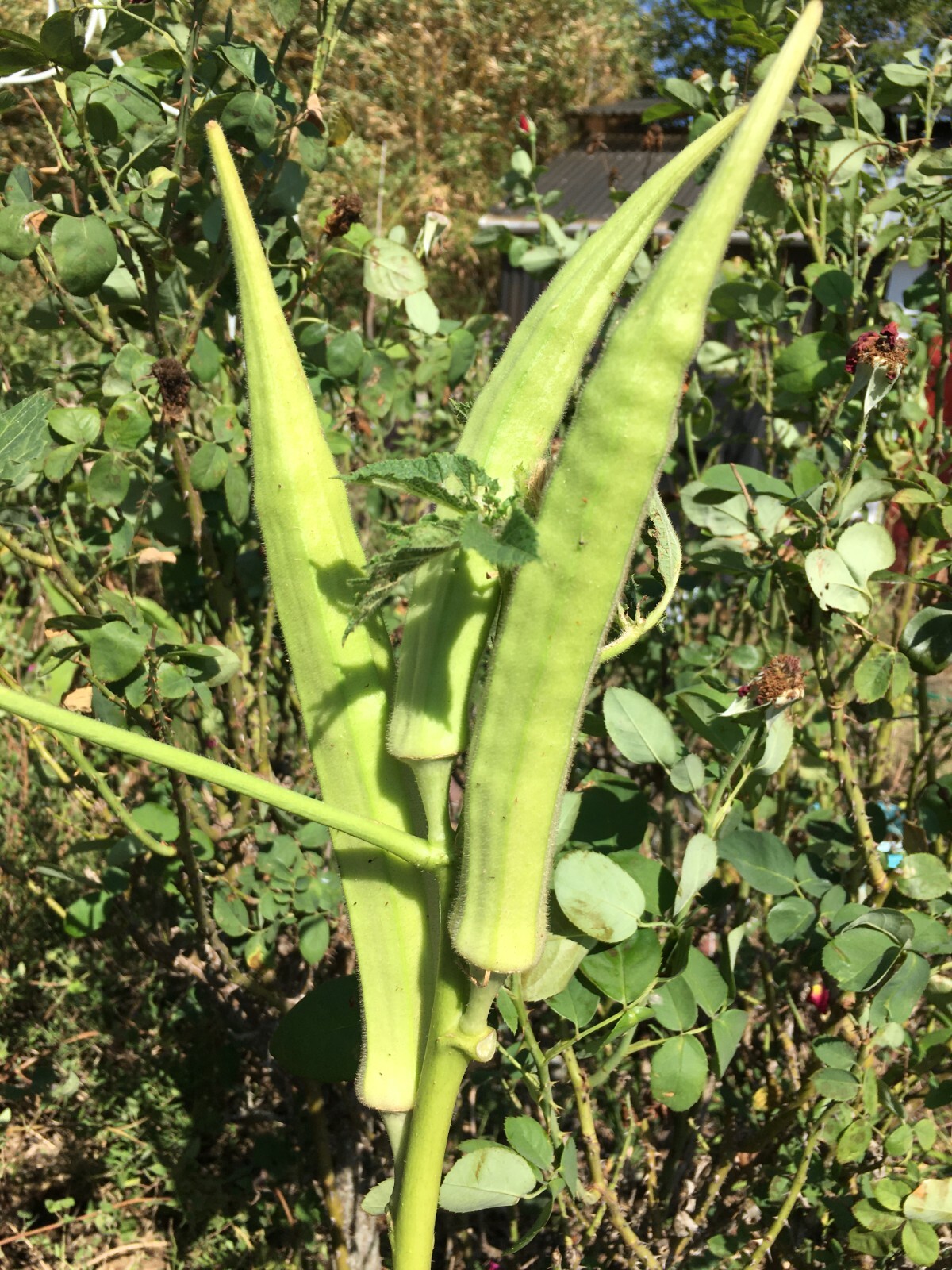 TEXAS LONGHORN OKRA – COW HORN – 25 Fresh Seeds – FREE Shipping