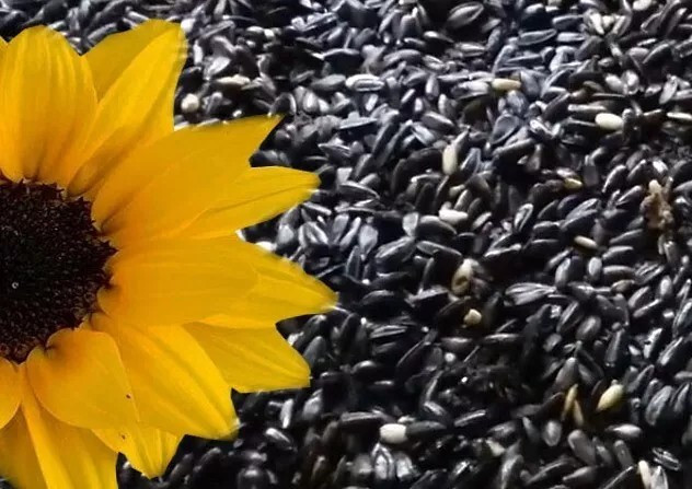 50+ Sunflower Seeds- Black Oil – Heirloom – Non-Gmo — FRESH