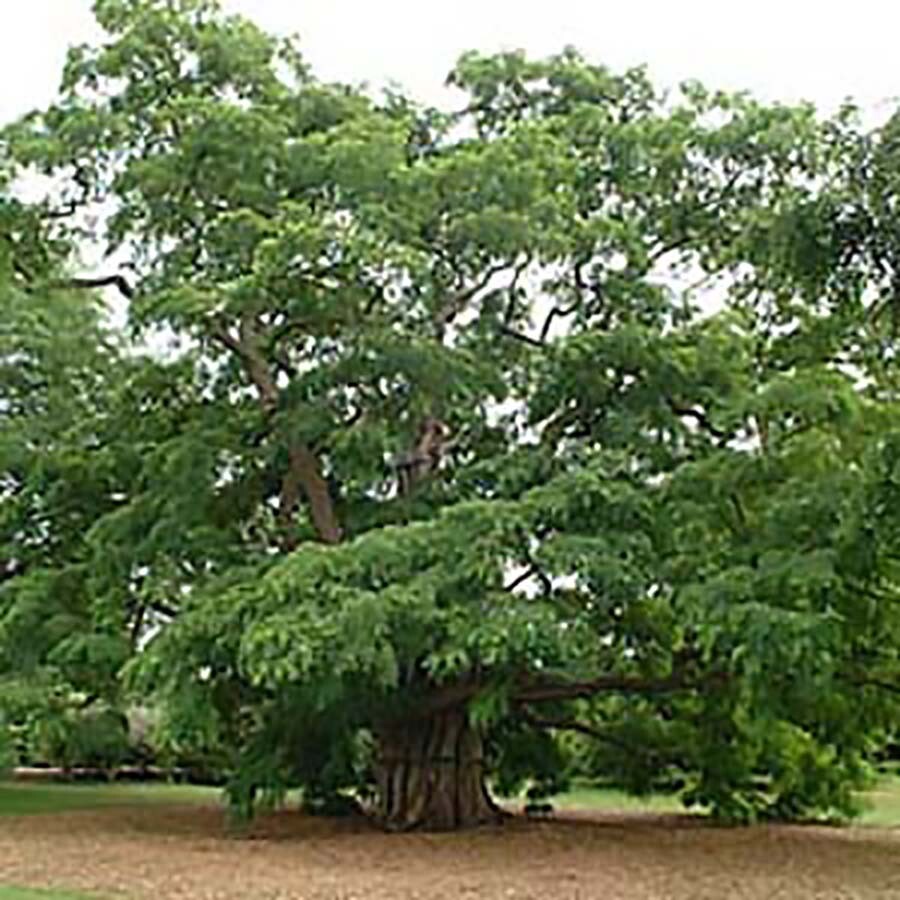 Black Locust, Robinia pseudoacacia, Tree Seeds (Fast, Hardy, Fragrant)