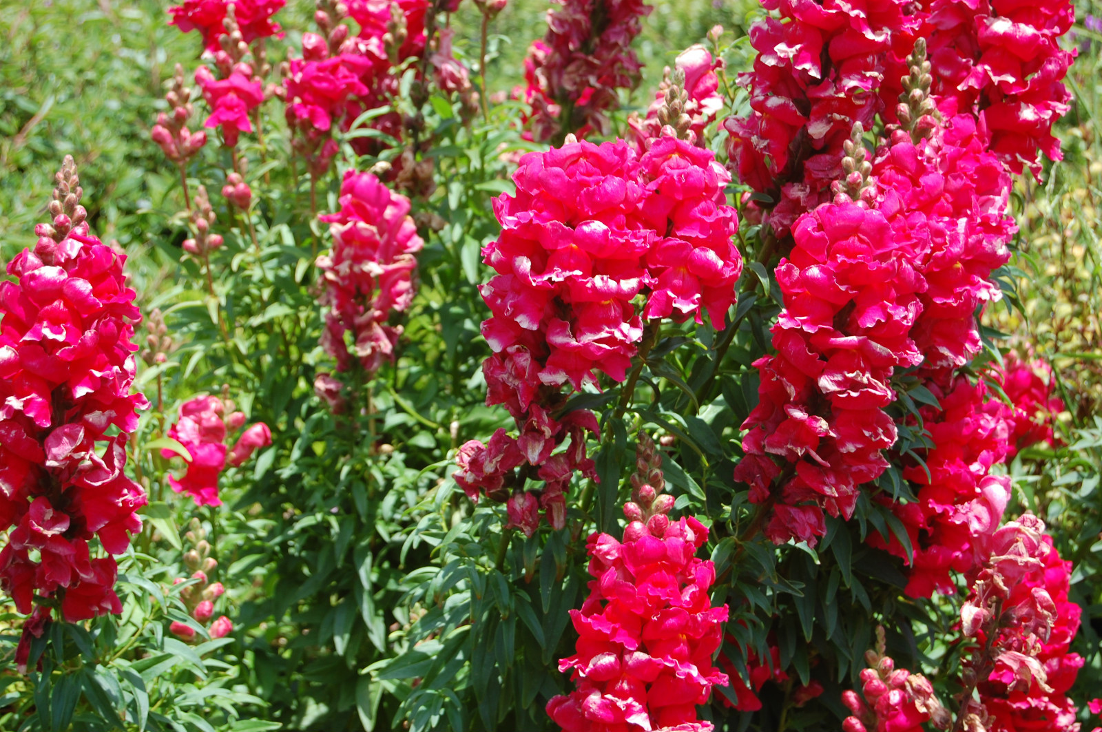 Snapdragon Seeds, Antirrhinum majus Maximum, (Mixed Colors)