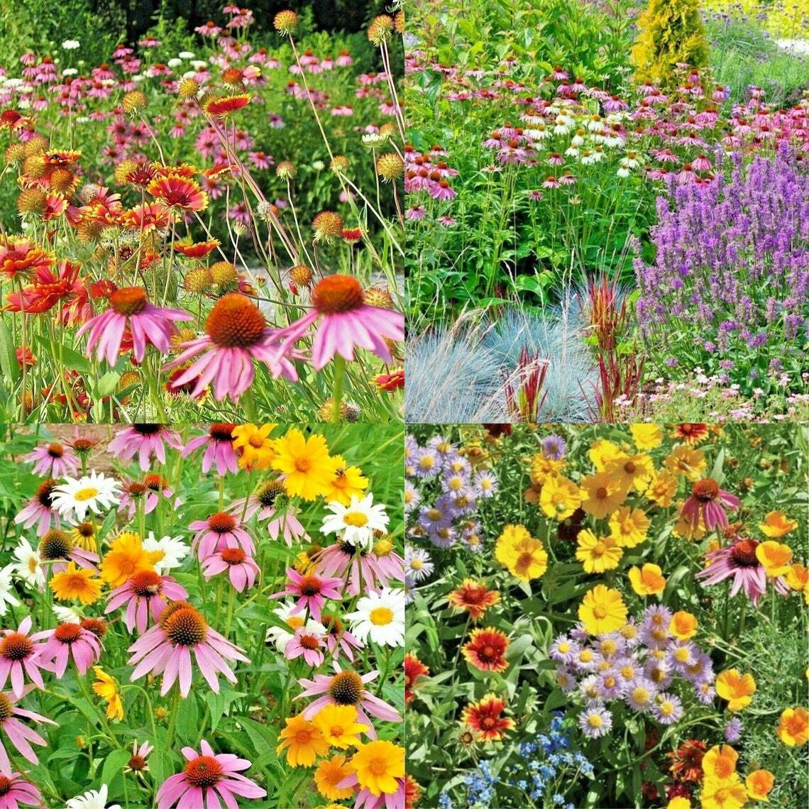 All Perennial Wildflower Mix Seeds 200+ COLORFUL MIXTURE 17 Species USA FREE S&H