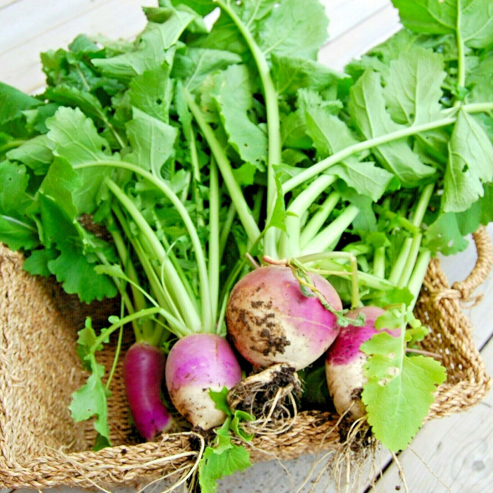 2000+ TURNIP SEEDS PURPLE TOP WHITE GLOBE NON-GMO HEIRLOOM VEGETABLE SPRING USA
