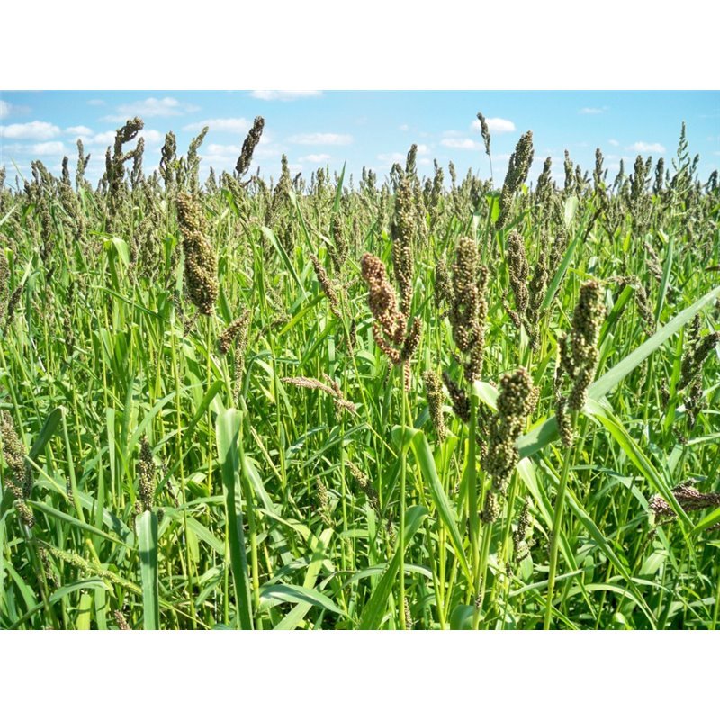 Brown Top Millet Seed, (5 Lb. Pack), Cover Crop, Erosion Control, Food Plots