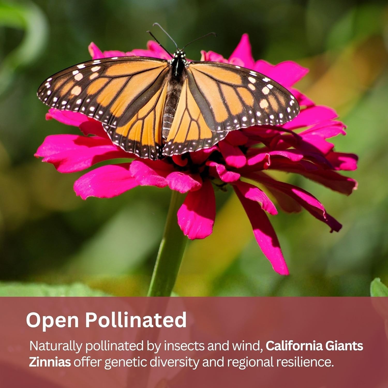 California Giants Zinnia Mix – 4,000+ Seeds – 1 oz Bulk Extra Large Resealabl…