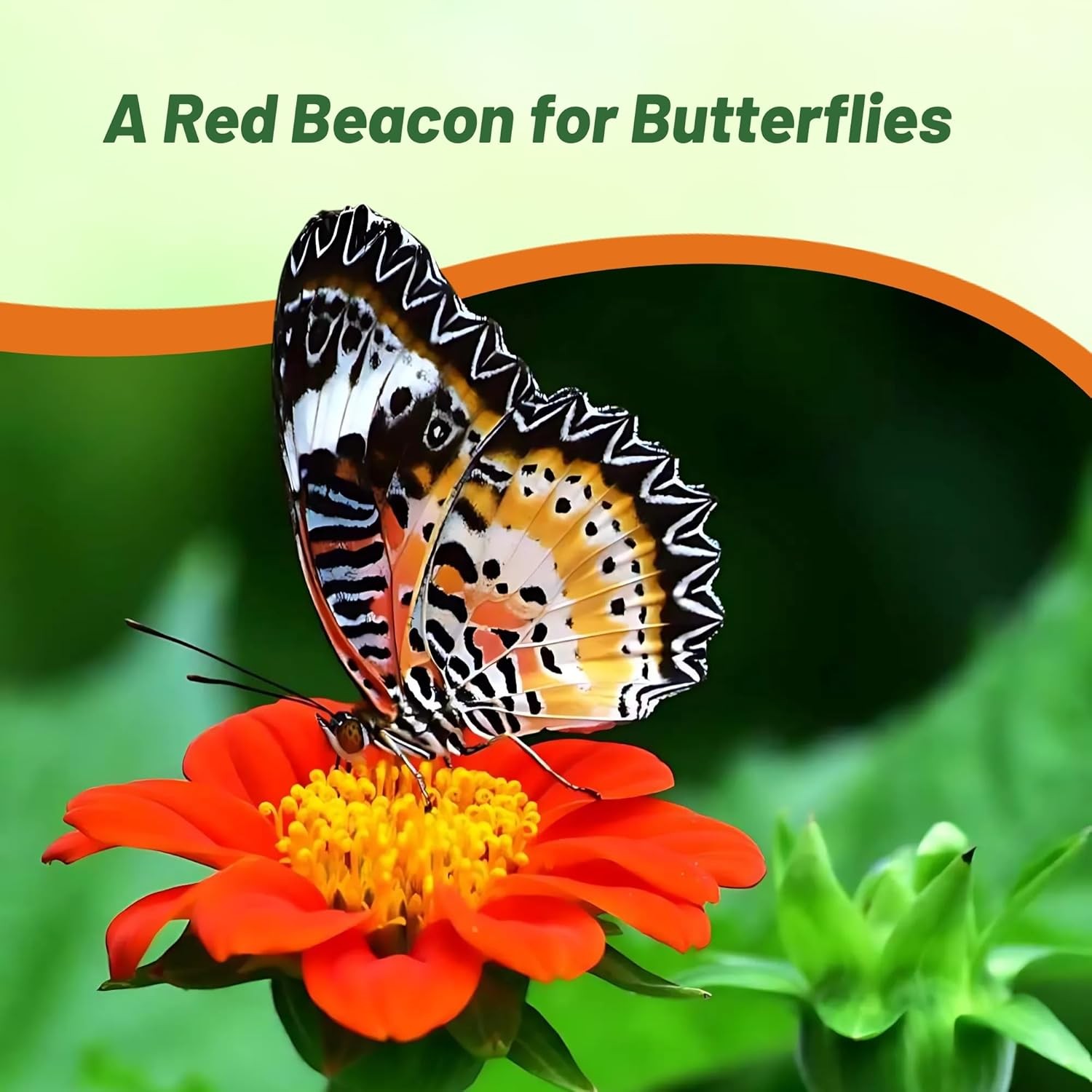 1000 Seeds Tithonia Torch AAS Winner Mexican Sunflower Seeds For Planting