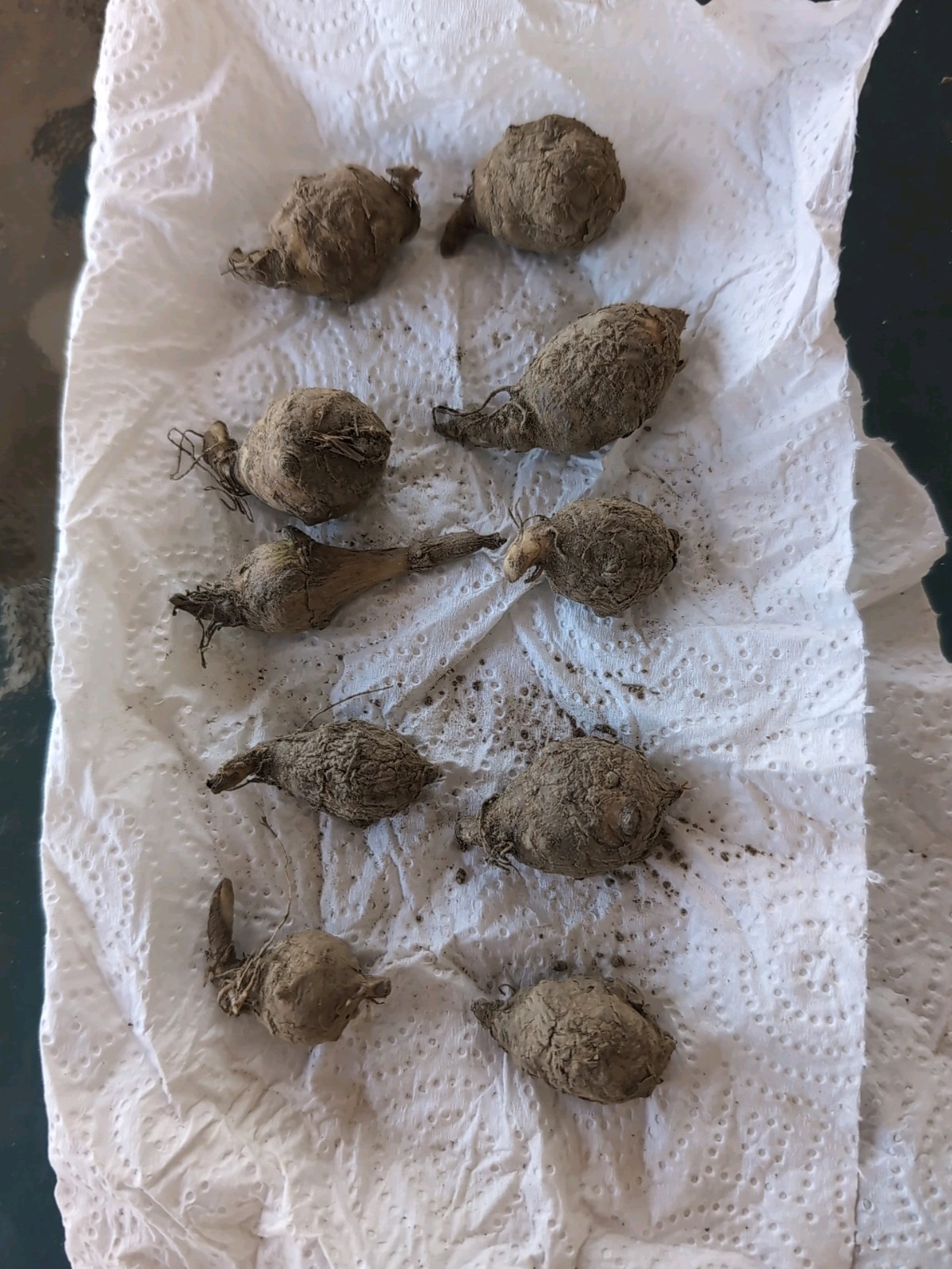 9+1free White VERY Small organic Jerusalem Artichoke Tubers FOR PLANTING