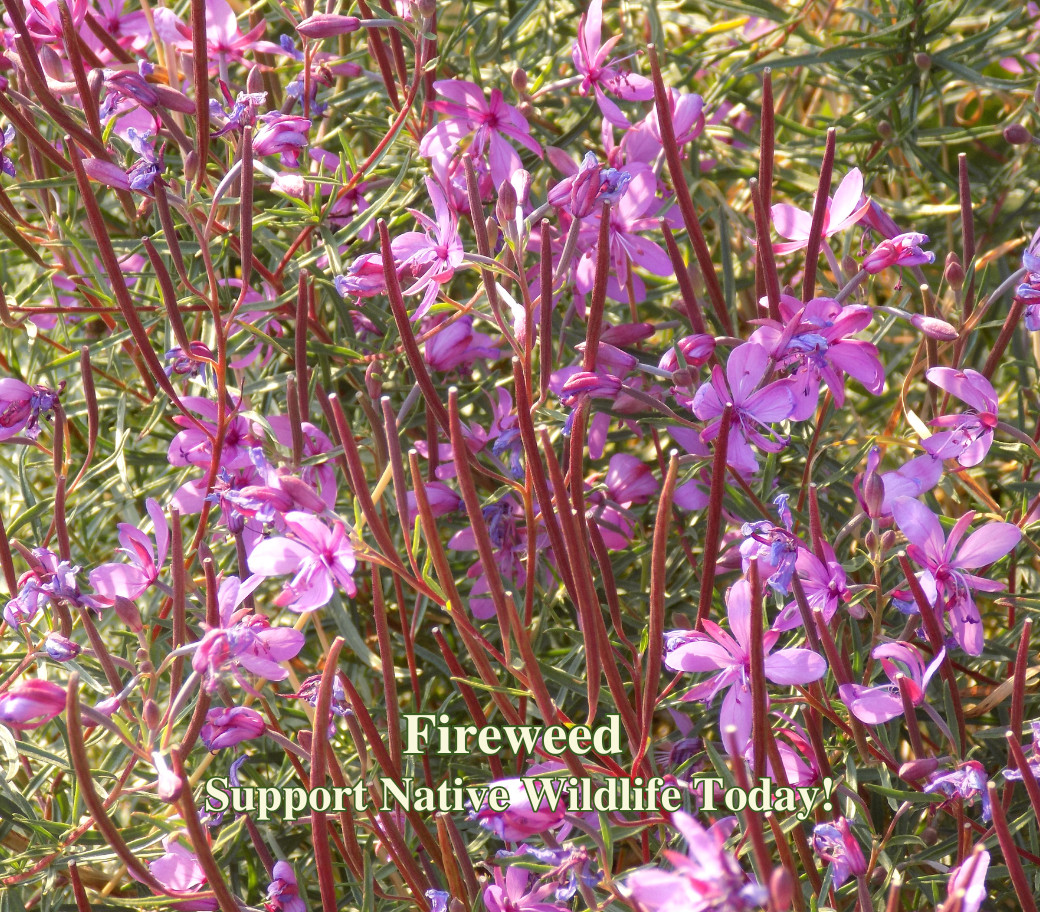 Bee Flower Seed Mix American Native Wild Flowers for Bumblebee Low Water Garden