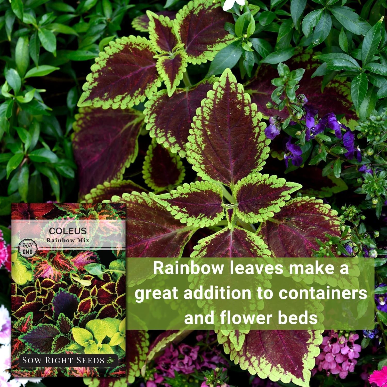 Beautiful Coleus Rainbow Mix Seeds – Indoor/Outdoor Gardening Delight