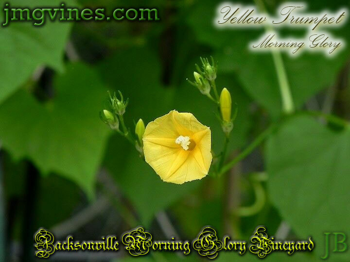 Yellow Trumpet Ipomoea Hederifolia var Lutea Morning Glory 10 Seeds