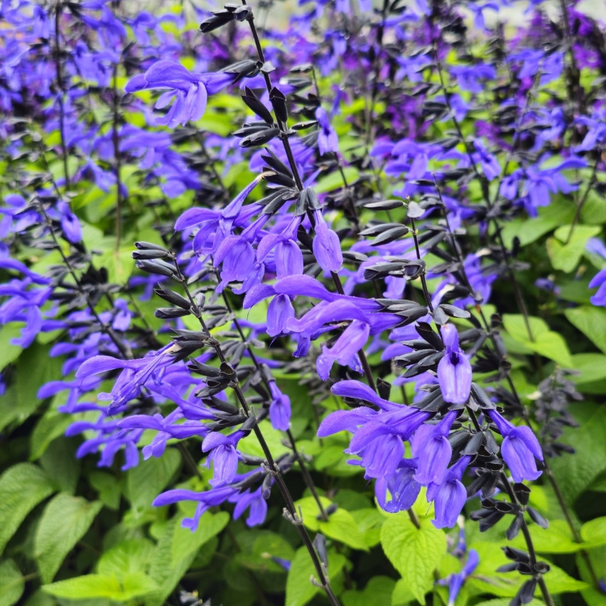 Set 2 Black and Blue Salvia Live Plants – 5-9″ Tall – Perennial Flower