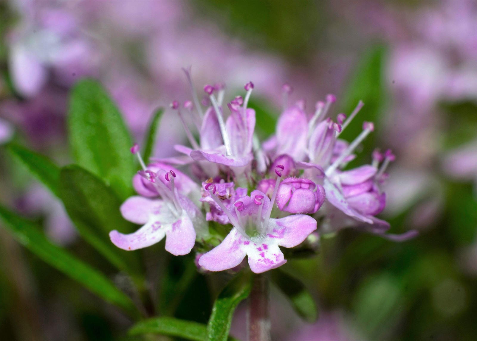 1000 LEMON THYME Thymus Pulegioides Herb Flower Seeds * Flat Shipping