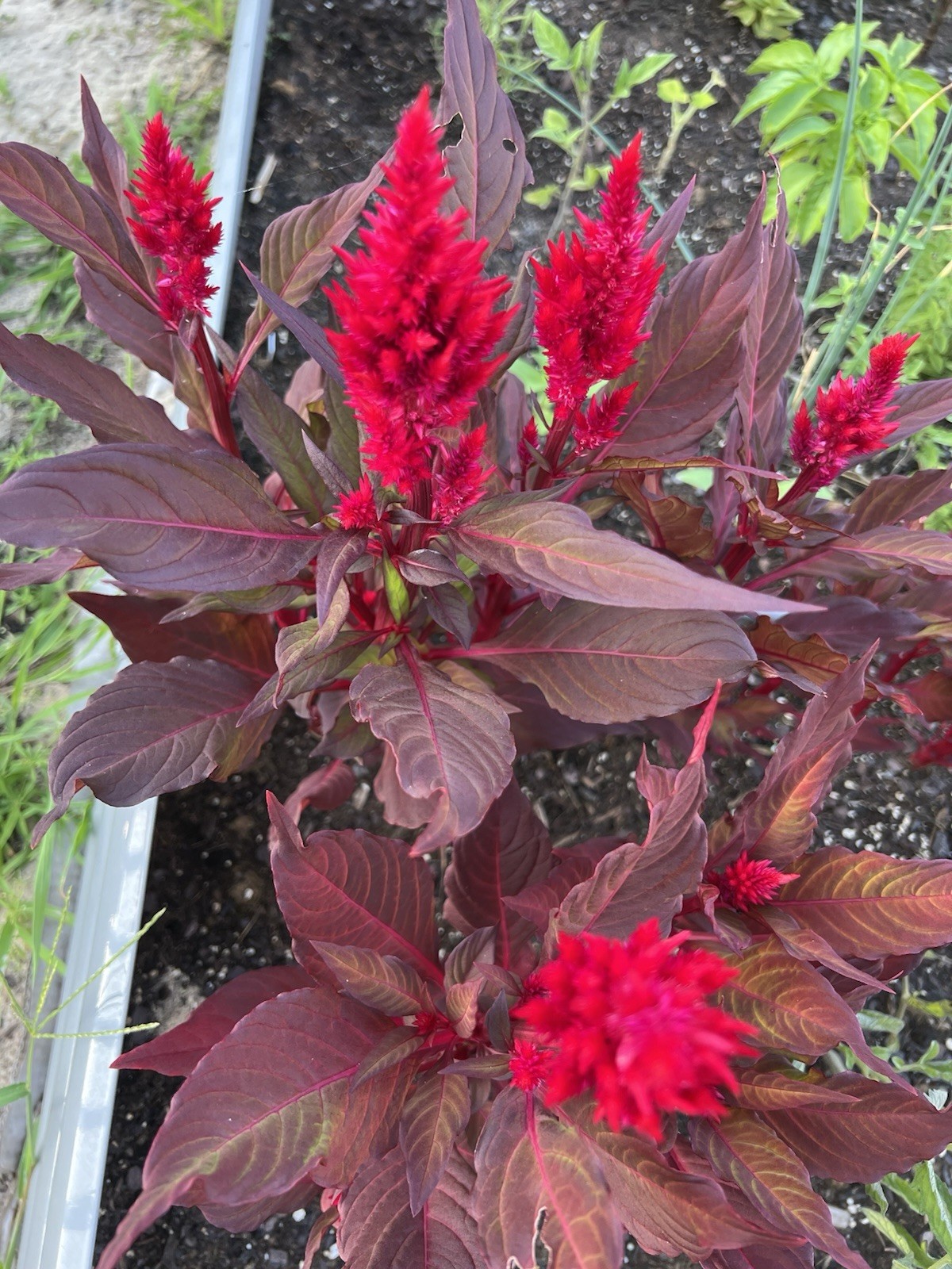 50 Red Celosia Seeds | Plumed Cockscomb | Red Cockscomb | Flowers