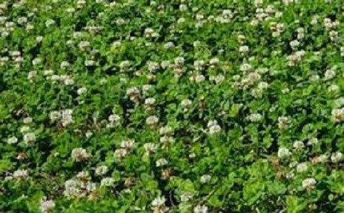 5 LBS WHITE DUTCH CLOVER SEED FOR LAWNS & GROUND COVER 800,000 SEEDS PER LB