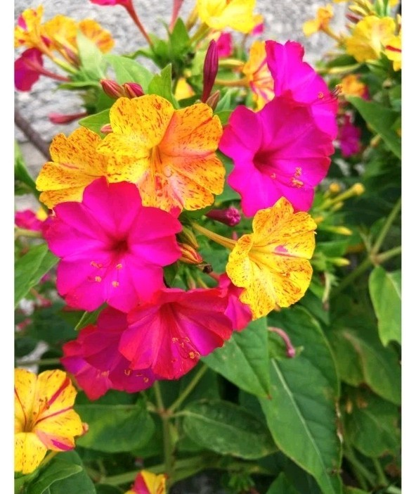 Four O’Clock Multicolo (Seeds) Mirabilis jalapa,Pink And yellow