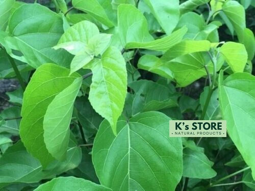 PREMNA SERRATIFOLIA SEEDS, HẠT LÁ CÁCH