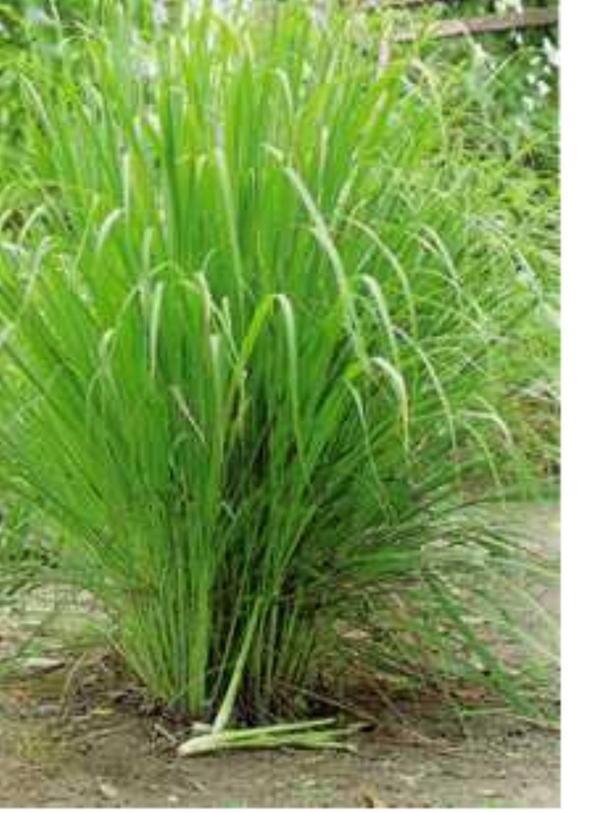 Lemongrass Stalks Plugs Cymbopogon Herb Sereh Plant EZ to Grow Lemon Grass