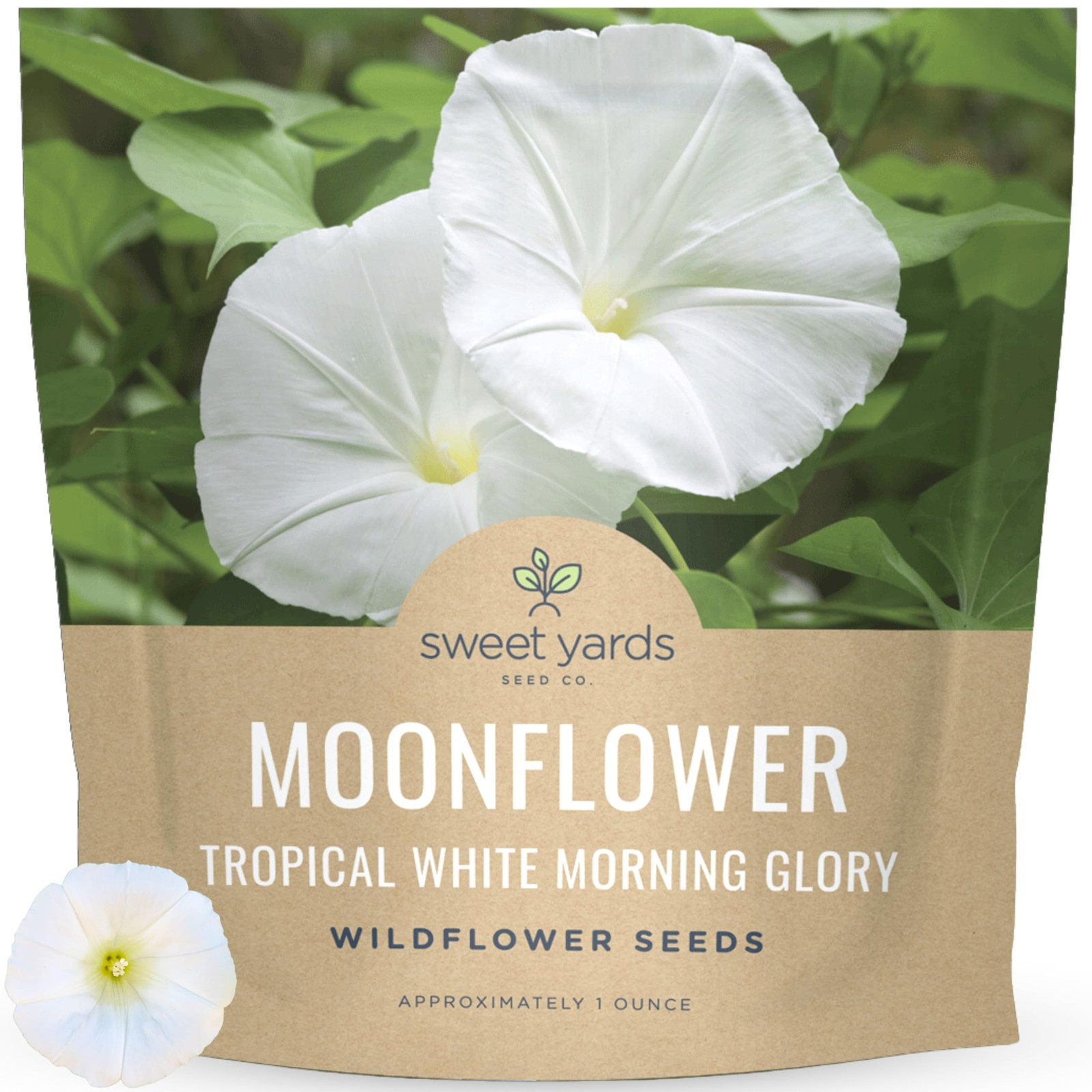 Moonflower – Tropical White Morning Glory – Large 1 Ounce 1 Ounce, Flower