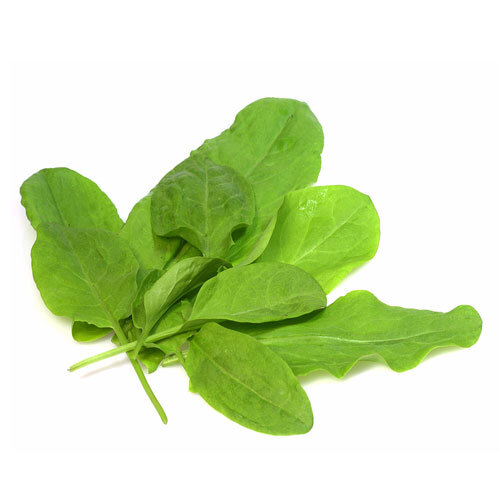 Sorrel Seeds (Large Leaf) | Heirloom / Non-GMO | Free Shipping | Herb Seeds 1161