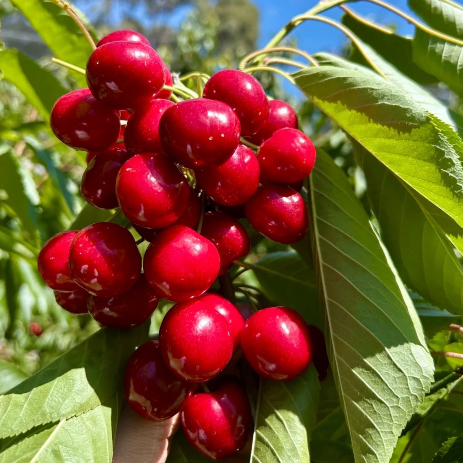 30 Sweet Cherry Seeds – Juicy Red Cherries for Home Orchards & Backyard Gardens