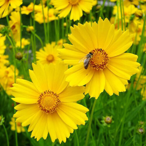 Lance Leaf Coreopsis Seeds | 200 – 4,000 Seeds | Non-GMO | Free Shipping | 1272
