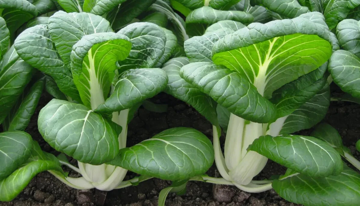 1000 SEEDS ORGANIC WHITE STEM BOK CHOY NON GMO FRESH SEASON