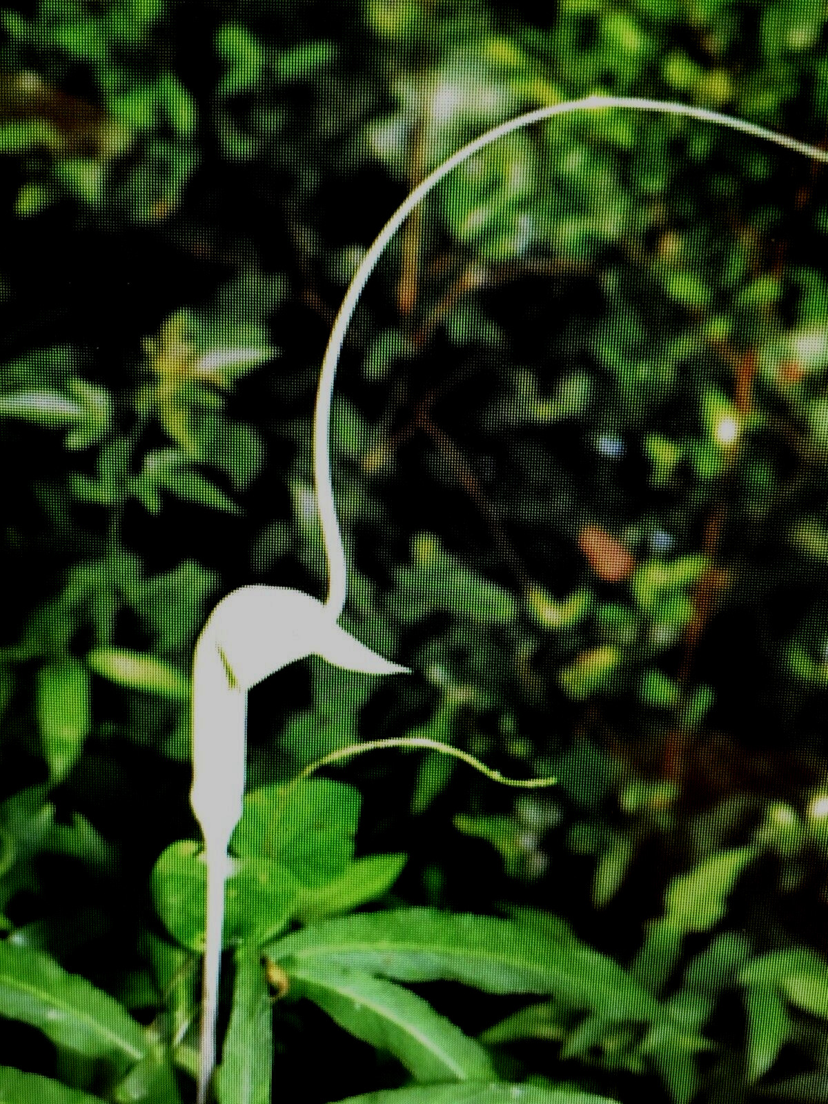 25 ARISAEMA HETEROPHYLLUM Seeds -Dancing Crane Cobra Lily