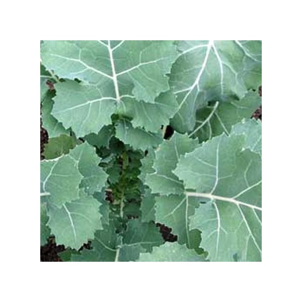 2,000 Premier Kale Seeds, Early Hanover Non-GMO Heirloom Free Shipping