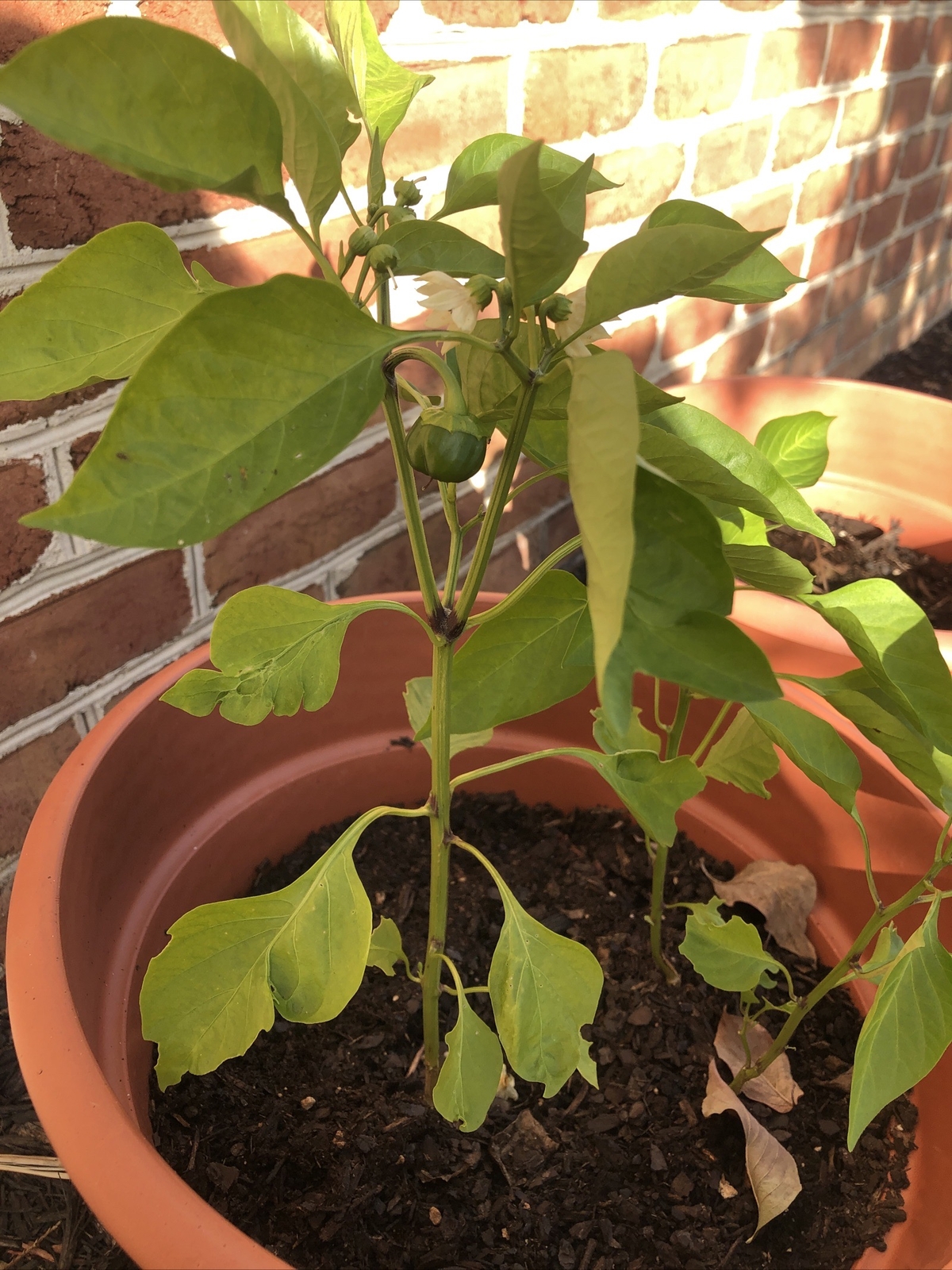 Red Yellow Orange Green Sweet Bell Pepper Mix 25+ Seeds