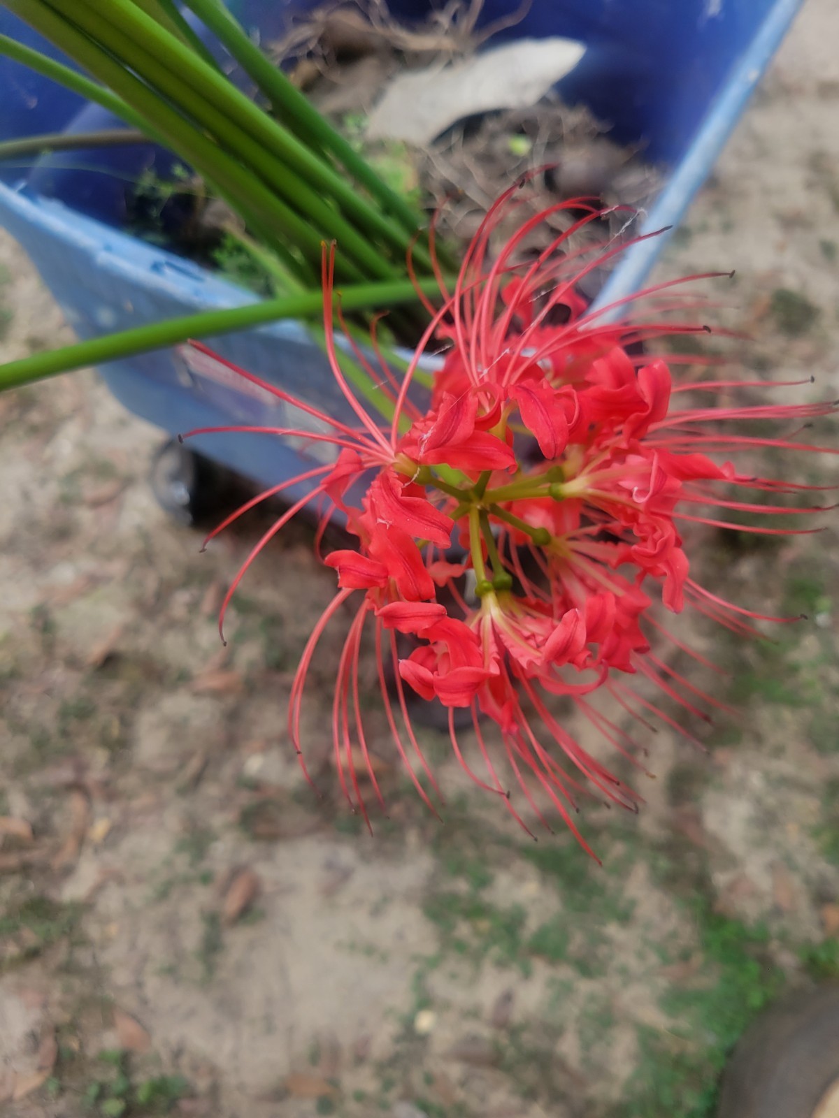Red Red Spider Lily 5 Pack Live Bulbs